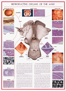 Reproductive organs of the mare