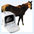 Equine Ultrasound