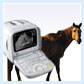 Equine Ultrasound